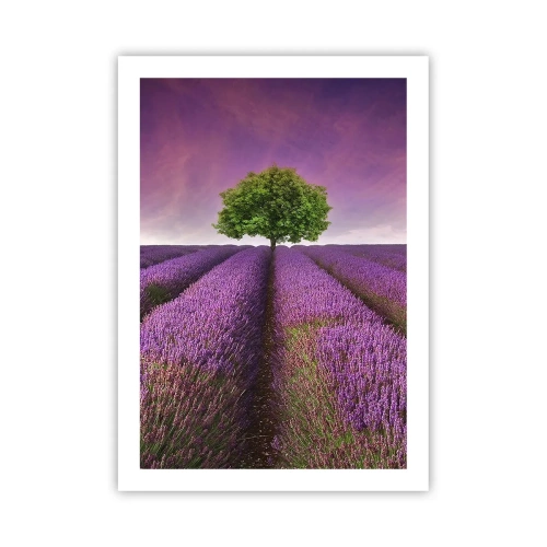Affiche - Poster - Un champ de lavande avec un arbre solitaire contre un ciel violet - 50x70cm - Dans un champs de lavande - Décoration murale moderne pour le salon et la chambre ARTTOR