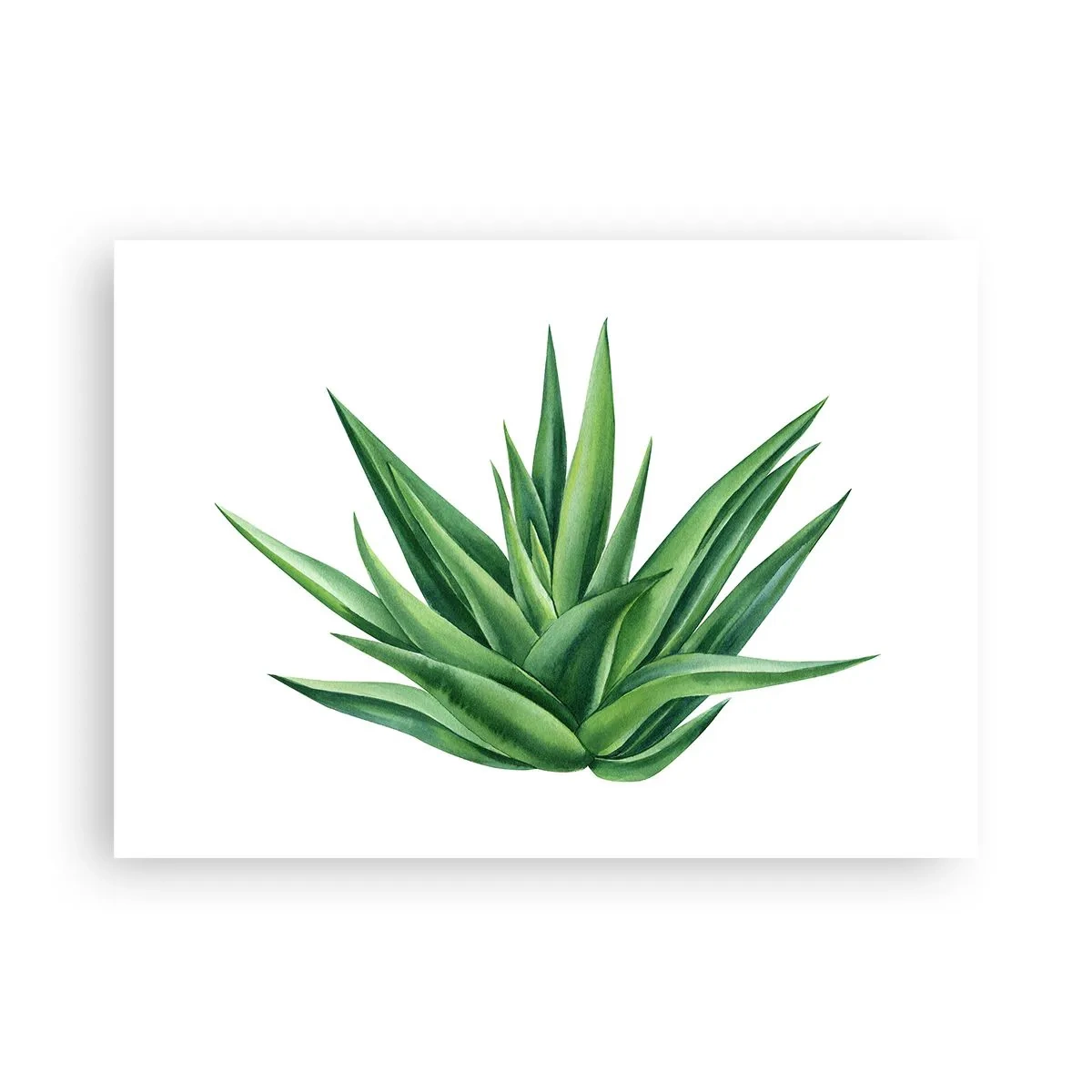 Affiche - Poster - Vert – force – vie - 70x50 cm