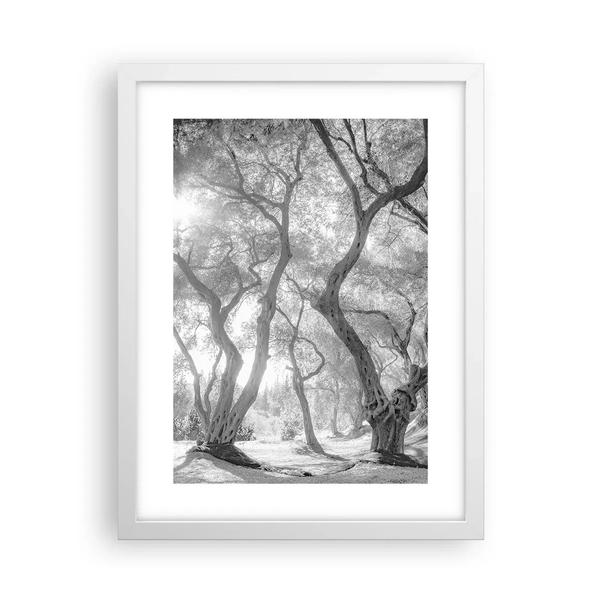 Affiche dans un cadre blanc - Poster - Dans l'oliveraie - 30x40 cm