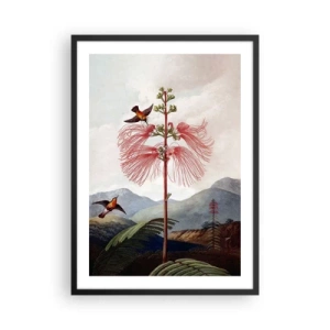 Affiche dans un cadre noir - Poster - Fleur exotique avec des colibris parmi les montagnes - 50x70cm - Dans un paradis tropical - Décoration murale moderne pour le salon et la chambre ARTTOR
