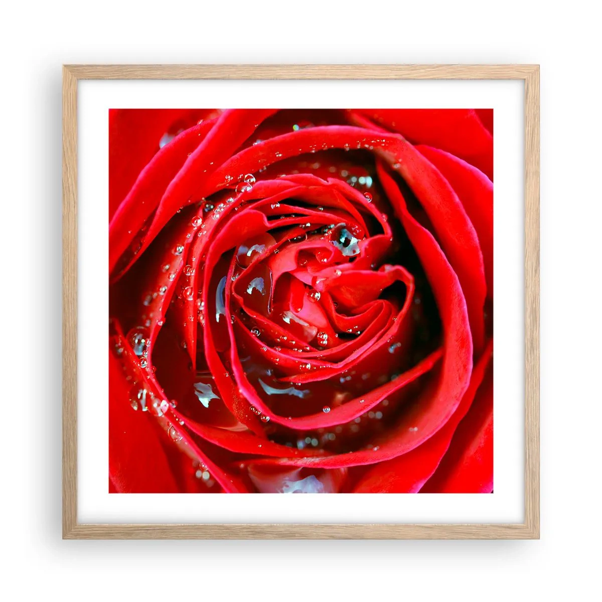 Affiche dans un chêne clair - Poster - Dans les gouttes de rosée - 50x50 cm