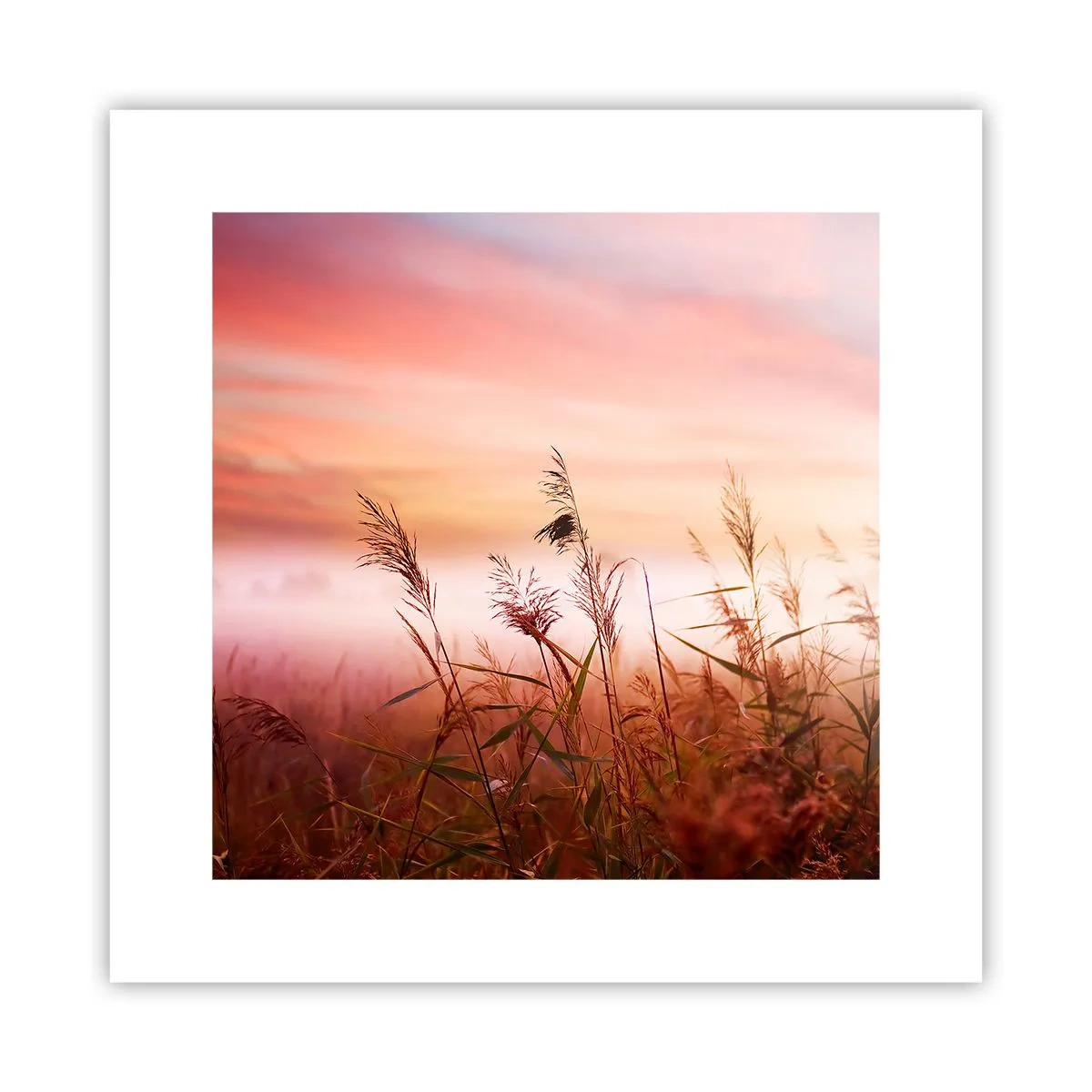 Affiche - Poster - Cerfs-volants, pissenlits, vent - 30x30 cm