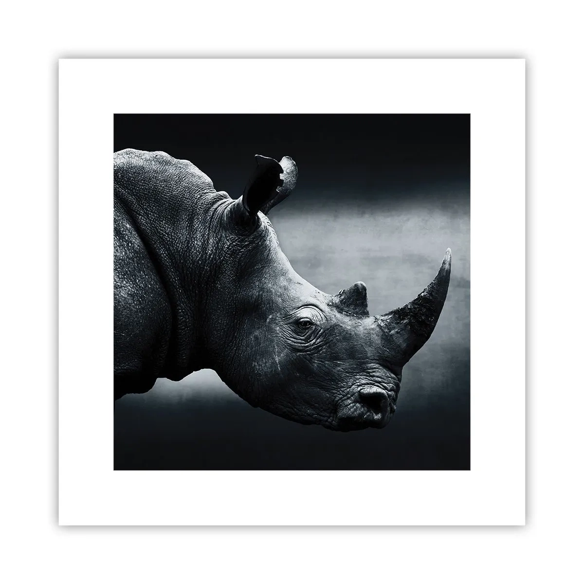 Affiche - Poster - Le profil droit - 30x30 cm