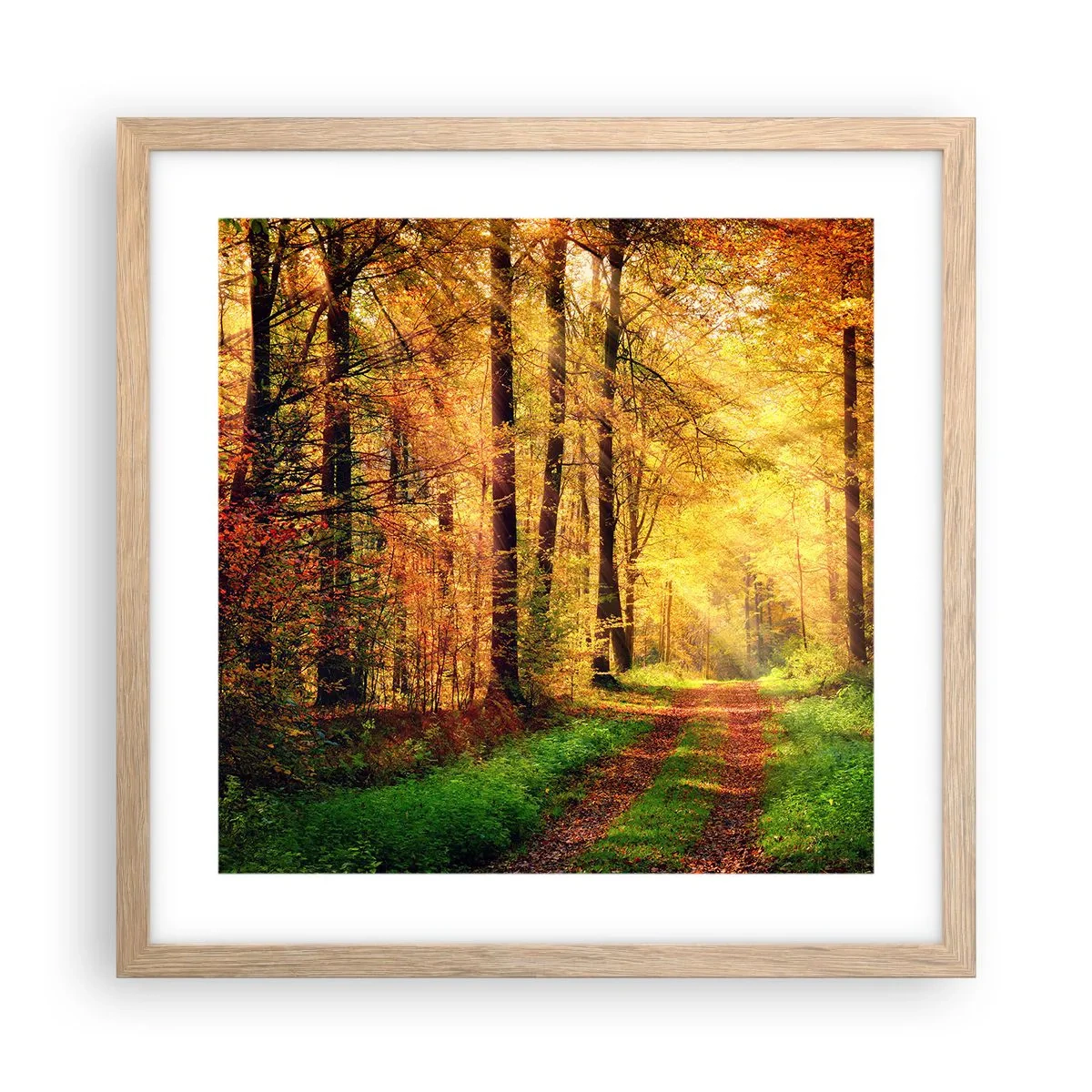 Affiche dans un chêne clair - Poster - Silence d'or en forêt - 40x40 cm