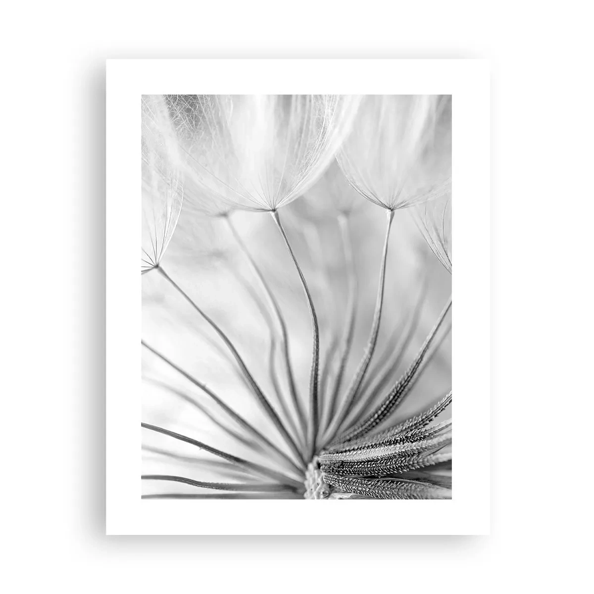 Affiche - Poster - Aigrette avant son envol - 40x50 cm