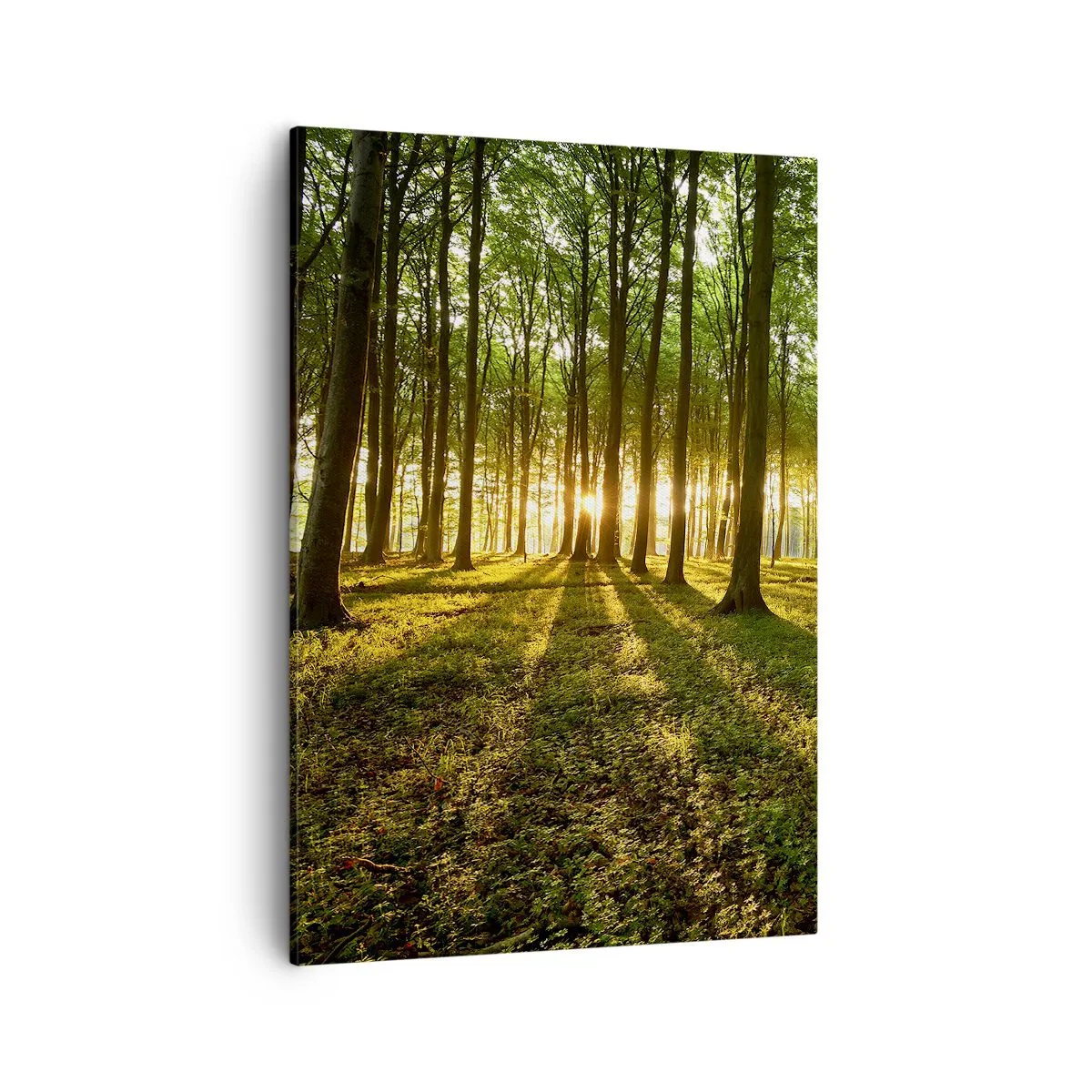 Impression sur toile - Image sur toile - Le soleil couchant dans la forêt de feuillus - 50x70cm - Toutes les photographies de printemps - Décoration murale moderne pour le salon et la chambre ARTTOR