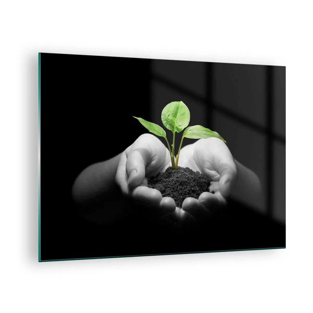 Impression sur verre - Image sur verre - Une jeune plante dans les mains sur un fond noir - 70x50cm - J'aime la nature, je la protège - Décoration murale moderne pour le salon et la chambre ARTTOR