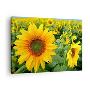 Impression sur toile - Image sur toile - Un champ de tournesols aux fleurs jaunes sur fond de feuilles vertes - 70x50cm - Des centaines de soleils se sont embrasés - Décoration murale moderne pour le salon et la chambre ARTTOR