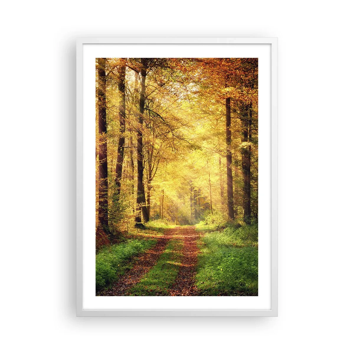 Affiche dans un cadre blanc - Poster - Silence d'or en forêt - 50x70 cm