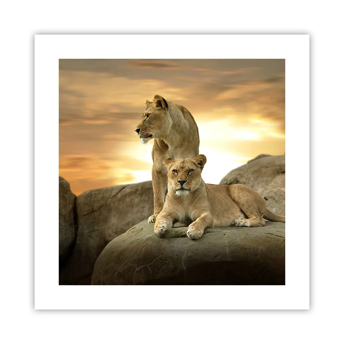 Affiche - Poster - Majesté royale - 40x40 cm