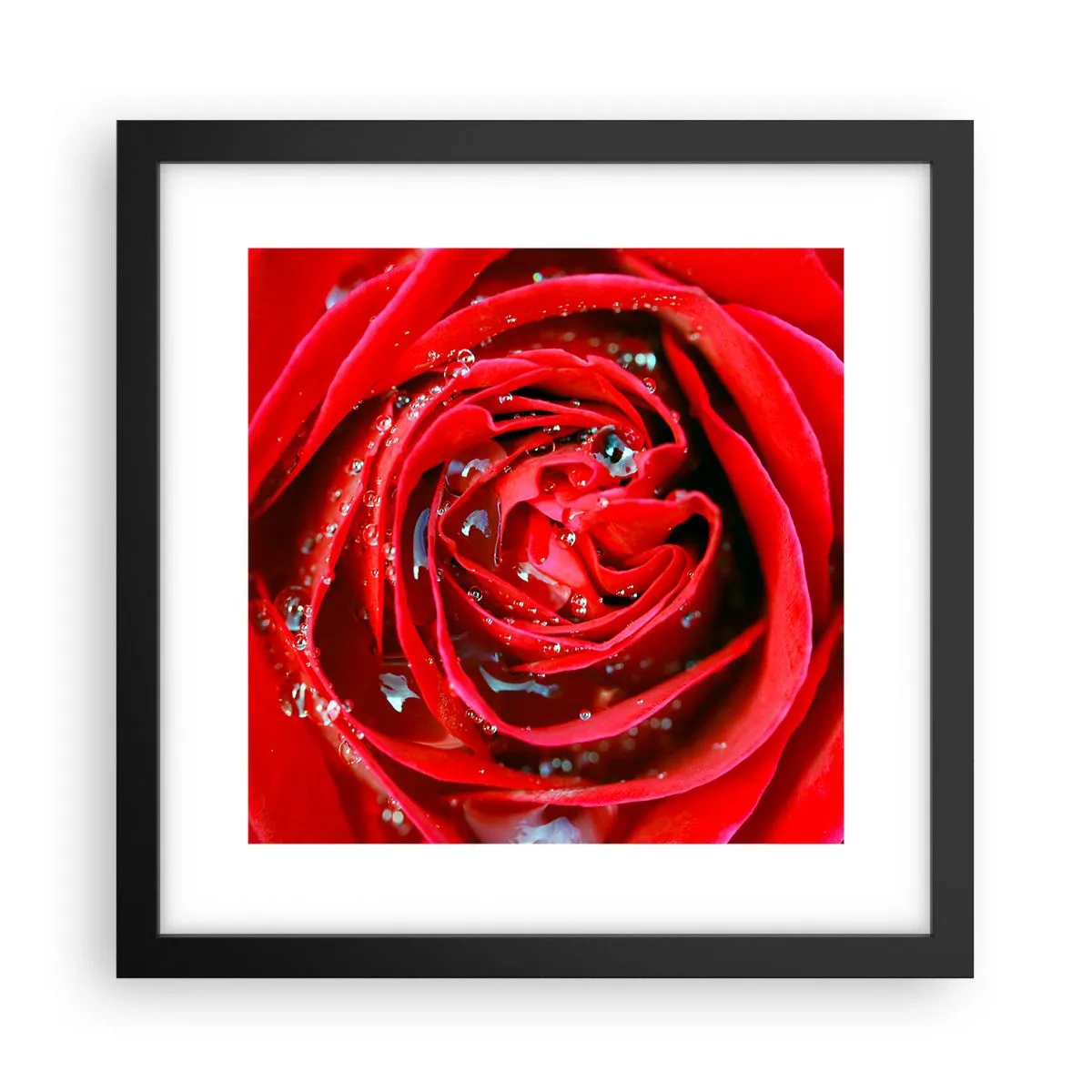 Affiche dans un cadre noir - Poster - Dans les gouttes de rosée - 30x30 cm