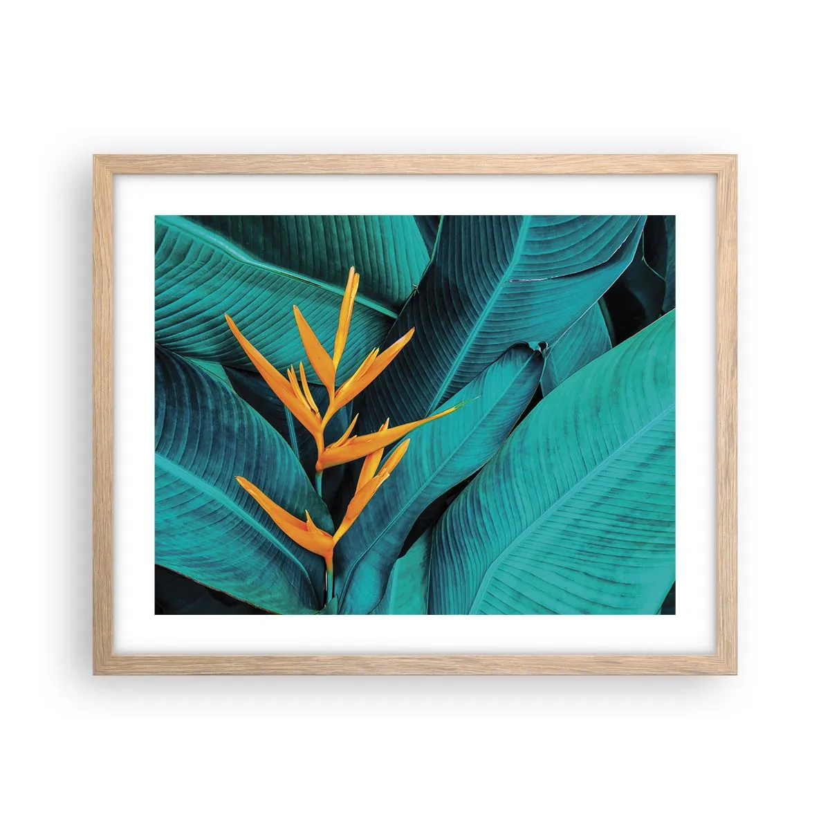 Affiche dans un chêne clair - Poster - Fleur d'Eden - 50x40 cm