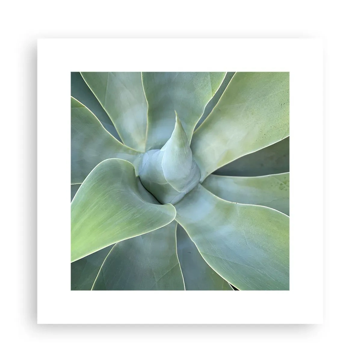 Affiche - Poster - La naissance de la verdure - 30x30 cm