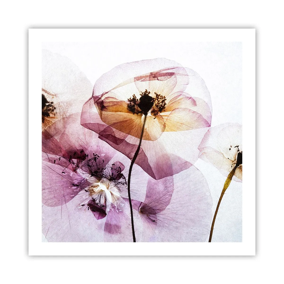 Affiche - Poster - Corps de fleurs transparente - 60x60 cm