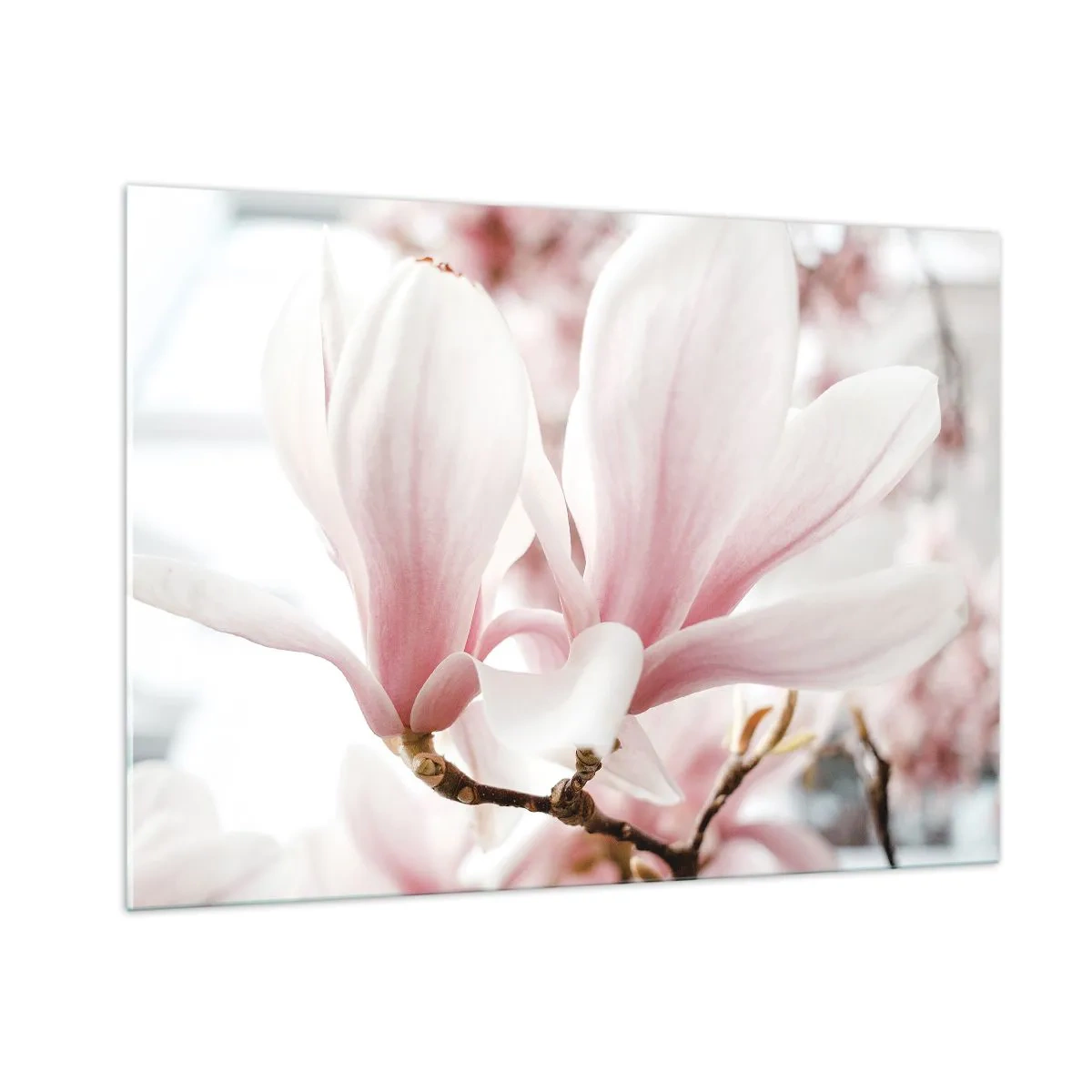 Impression sur verre - Image sur verre - Magnolias roses délicats en gros plan sur un fond flou - 100x70cm - Abondance de tendresse - Décoration murale moderne pour le salon et la chambre ARTTOR