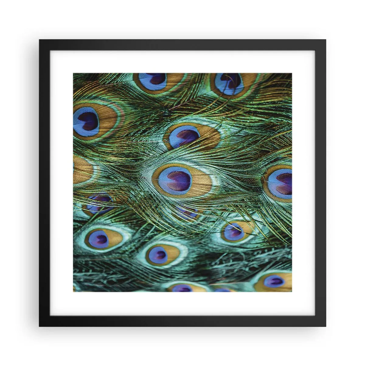 Affiche dans un cadre noir - Poster - Un regard de paon - 40x40 cm