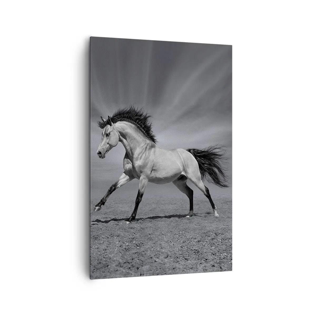 Impression sur toile - Image sur toile - Un cheval noir et blanc dans une pose dynamique dans le désert. - 80x120cm - Né pour séduire - Décoration murale moderne pour le salon et la chambre ARTTOR