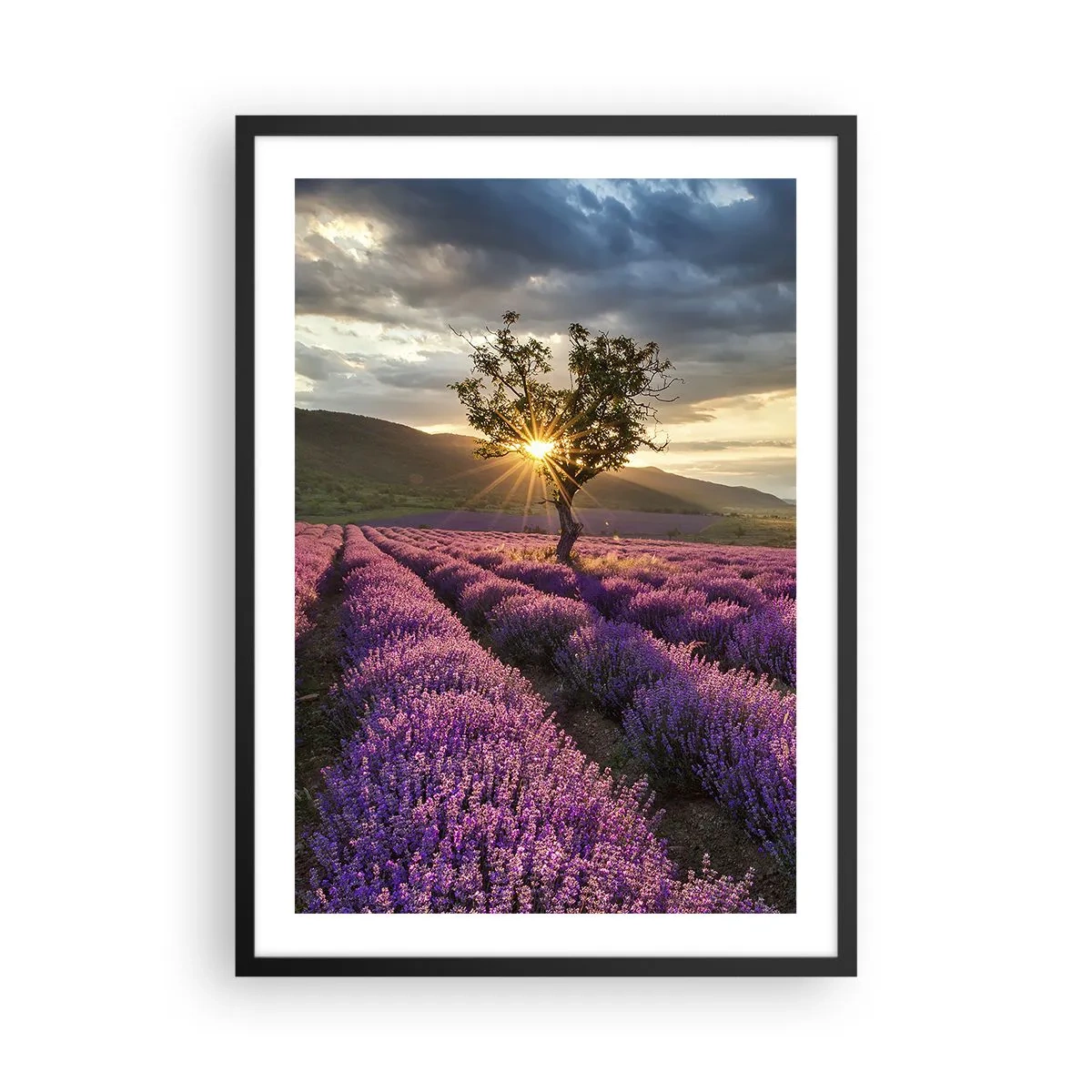 Affiche dans un cadre noir - Poster - Un champ de lavande avec un arbre solitaire et un coucher de soleil - 50x70cm - Arôme de couleur lilas - Décoration murale moderne pour le salon et la chambre ARTTOR