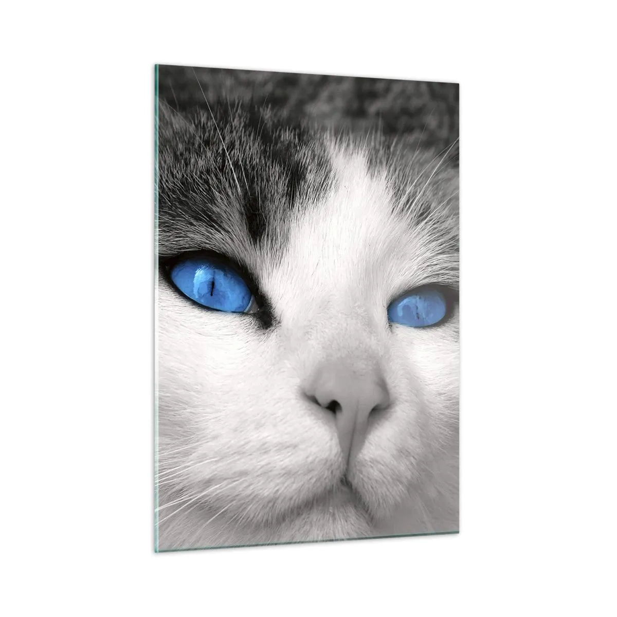 Impression sur verre - Image sur verre - Une photo en noir et blanc d'un chat aux yeux bleus intenses. - 50x70cm - Yeux bleus inhabituels - Décoration murale moderne pour le salon et la chambre ARTTOR