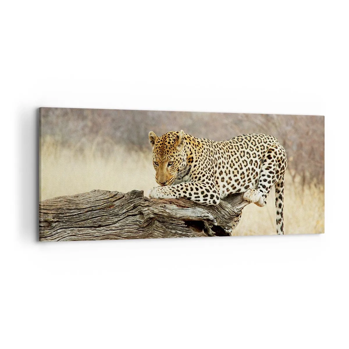 Impression sur toile - Image sur toile - Un léopard se reposant sur un tronc d'arbre dans la savane - 120x50cm - Je suis ma propre route - Décoration murale moderne pour le salon et la chambre ARTTOR