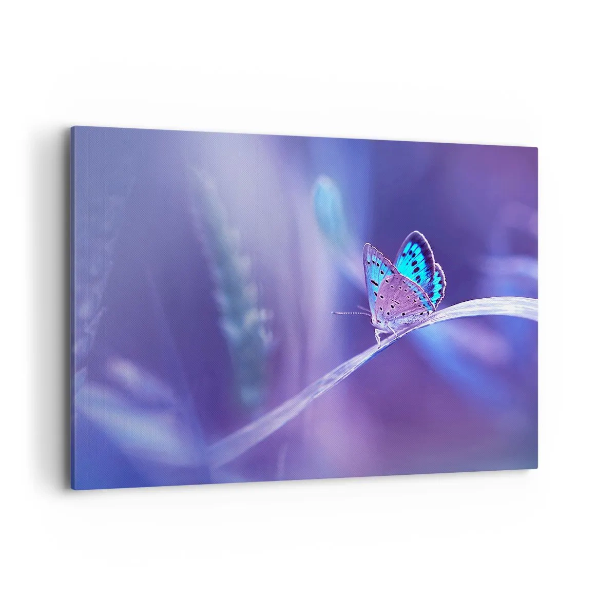 Impression sur toile - Image sur toile - Un délicat papillon bleu sur une tige dans une lumière violette - 100x70cm - Un joyau de la nature - Décoration murale moderne pour le salon et la chambre ARTTOR