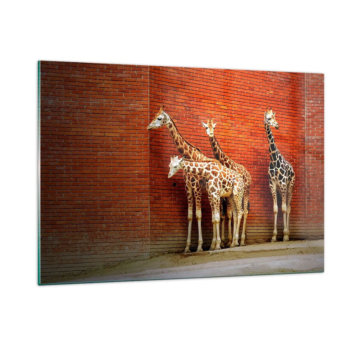 Impression sur verre - Image sur verre - Girafes contre un mur de briques - 120x80cm - Voyez-vous des acacias ? - Décoration murale moderne pour le salon et la chambre ARTTOR