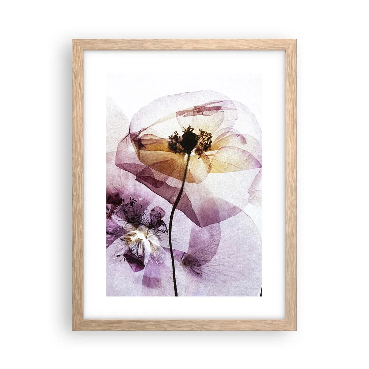 Affiche dans un chêne clair - Poster - Corps de fleurs transparente - 30x40 cm