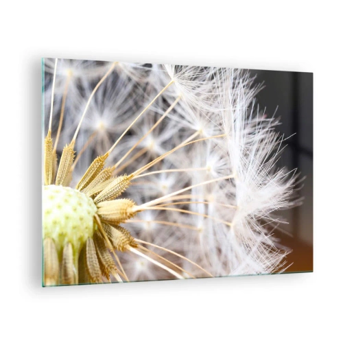 Impression sur verre - Image sur verre - Gros plan d'un pissenlit aux graines délicates - 70x50cm - Juste avant le départ - Décoration murale moderne pour le salon et la chambre ARTTOR