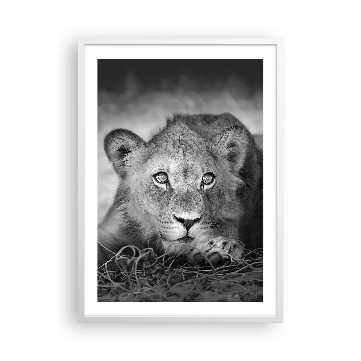 Affiche dans un cadre blanc - Poster - Chiot royal - 50x70 cm