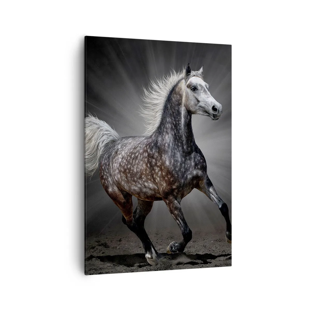Impression sur toile - Image sur toile - Un cheval blanc galopant sur un fond sombre - 70x100cm - Le gris est beau - Décoration murale moderne pour le salon et la chambre ARTTOR