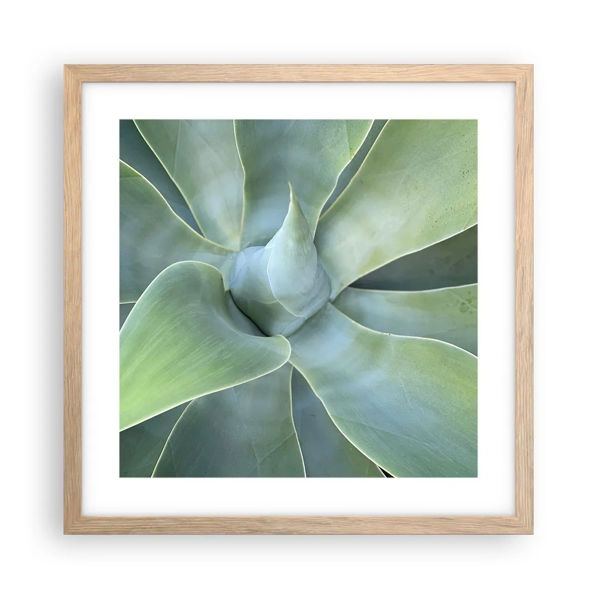 Affiche dans un chêne clair - Poster - La naissance de la verdure - 40x40 cm