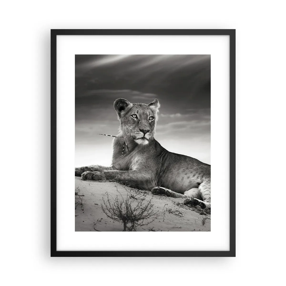 Affiche dans un cadre noir - Poster - La reine du désert reste - 40x50 cm