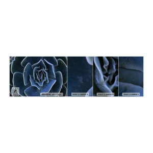 Échantillon de Papier Peint Autocollant Deluxe Sticker - Fleur du désert - Fleur d'agave, Fleur, Nature - 100x30 cm