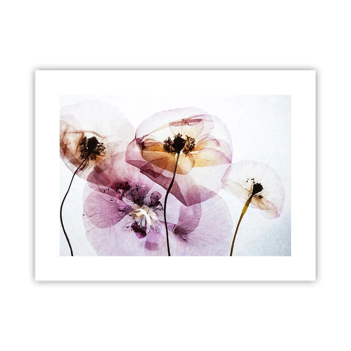 Affiche - Poster - Corps de fleurs transparente - 40x30 cm