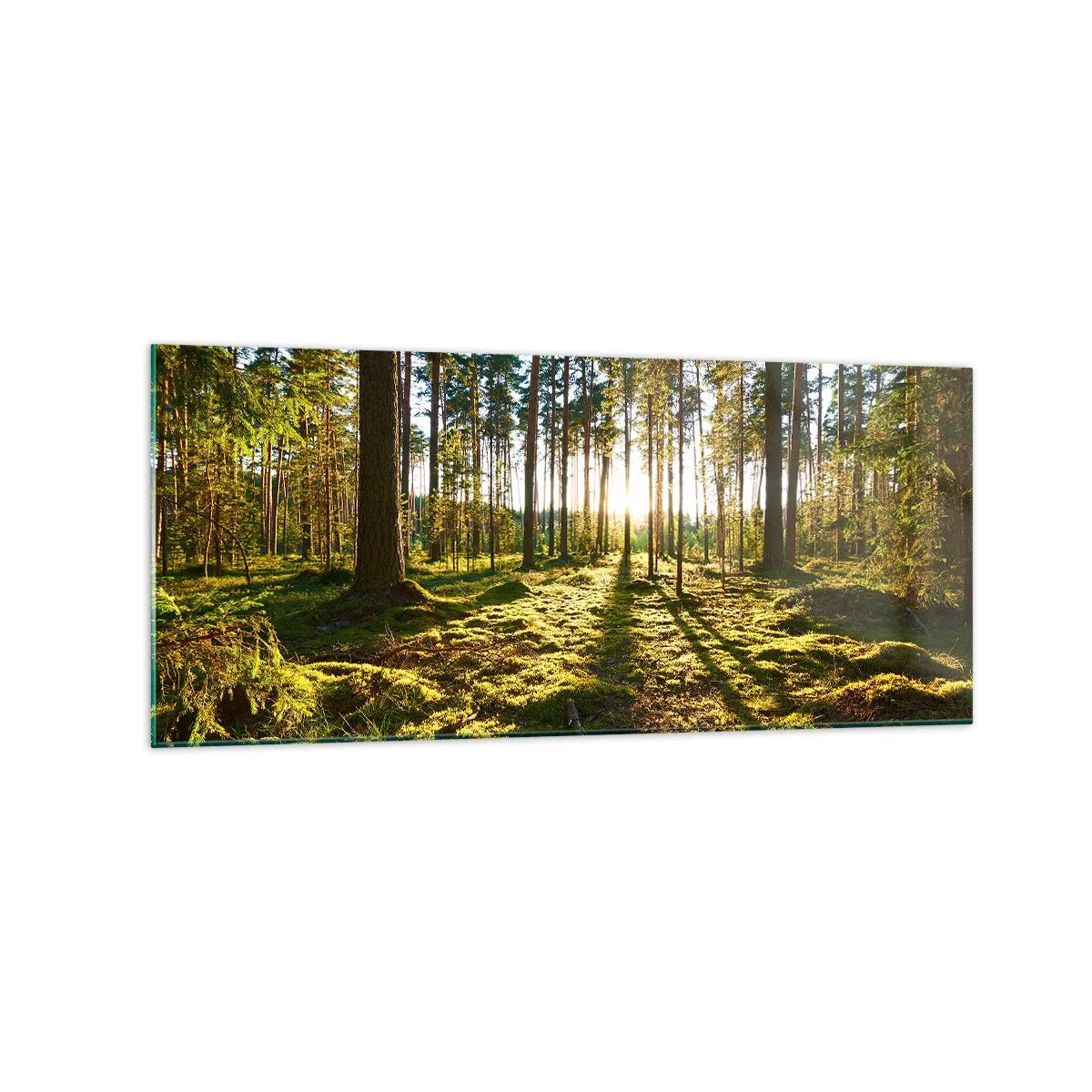 Impression sur verre - Image sur verre - Forêt verte illuminée par la lumière du soleil sur la mousse - 120x50cm - … Derrière les sept forêts - Décoration murale moderne pour le salon et la chambre ARTTOR