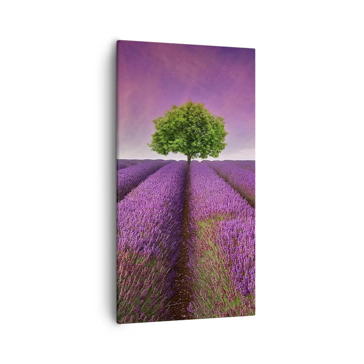 Impression sur toile - Image sur toile - Dans un champs de lavande - 55x100 cm