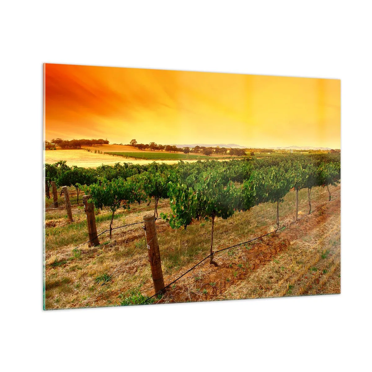 Impression sur verre - Image sur verre - Vignes dans la chaude lumière du soleil couchant - 100x70cm - S'abreuver du soleil - Décoration murale moderne pour le salon et la chambre ARTTOR