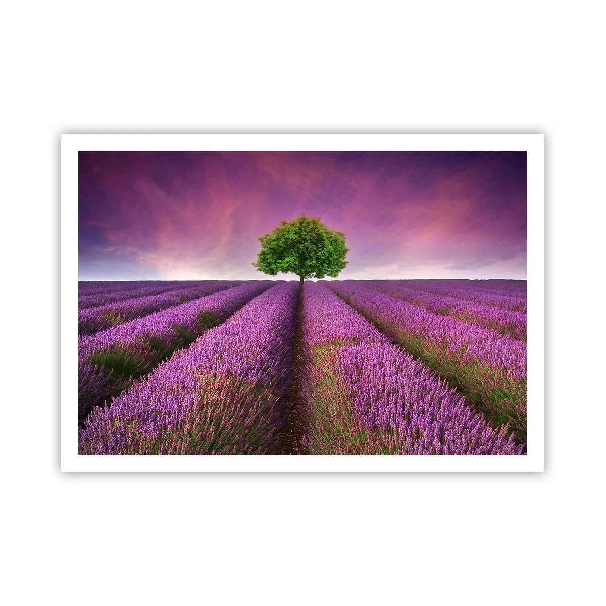 Affiche - Poster - Un champ de lavande avec un arbre solitaire et un ciel violet - 100x70cm - Dans un champs de lavande - Décoration murale moderne pour le salon et la chambre ARTTOR