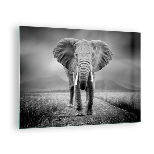 Impression sur verre - Image sur verre - Éléphant dans la savane en noir et blanc - 70x50cm - Les hôtes vous saluent - Décoration murale moderne pour le salon et la chambre ARTTOR