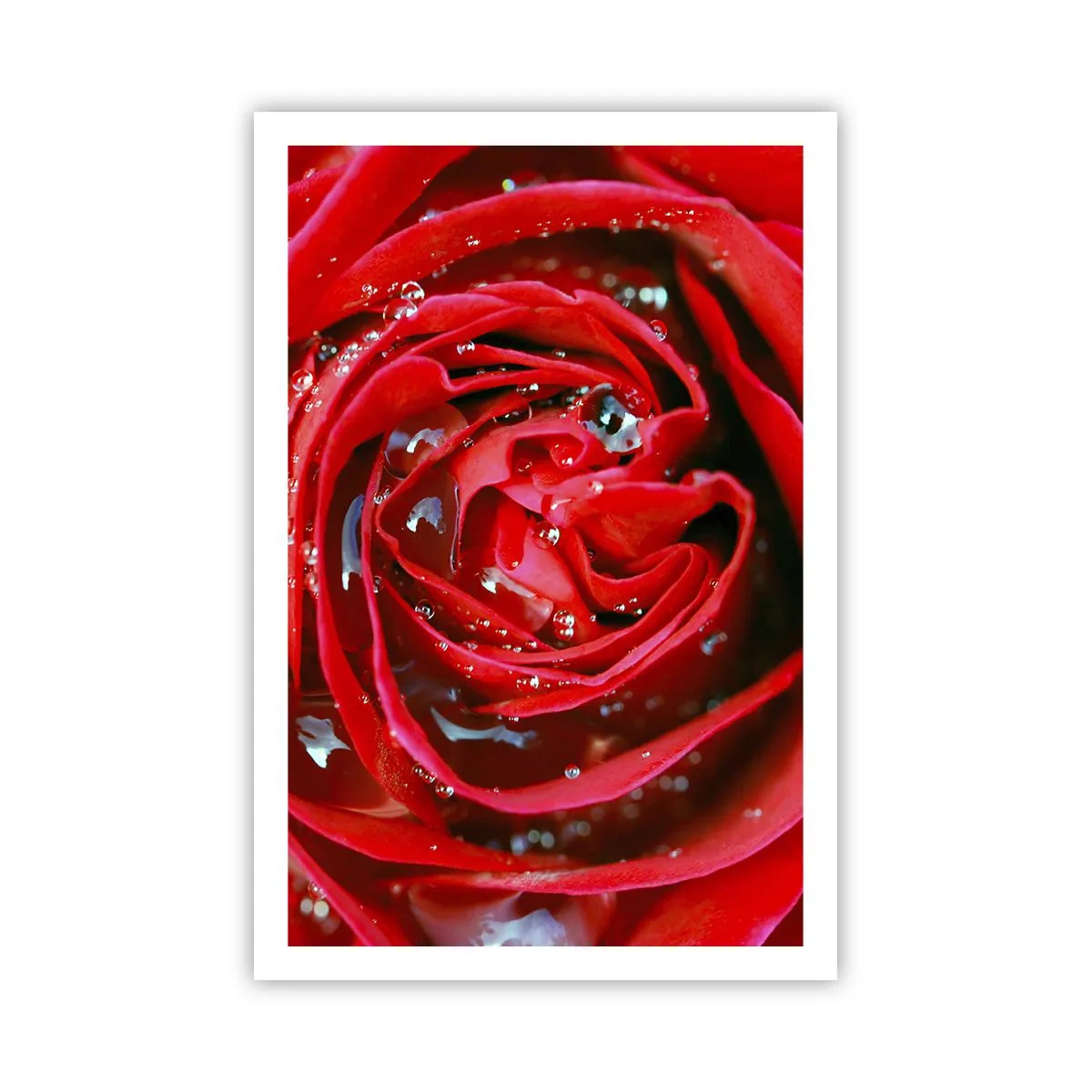 Affiche - Poster - Dans les gouttes de rosée - 61x91 cm