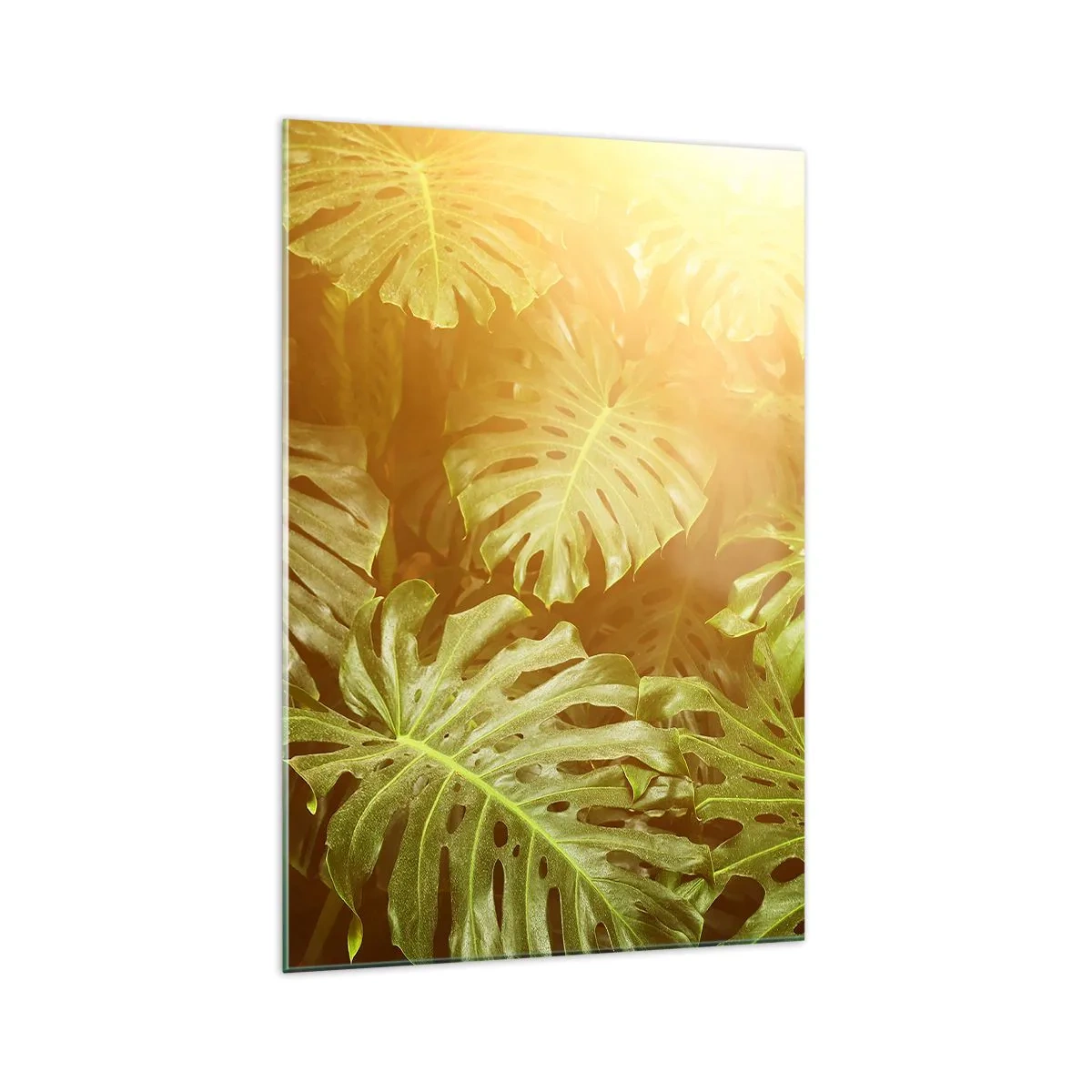 Impression sur verre - Image sur verre - Feuilles de Monstera au soleil sur fond naturel - 70x100cm - Se fondre dans la verdure - Décoration murale moderne pour le salon et la chambre ARTTOR