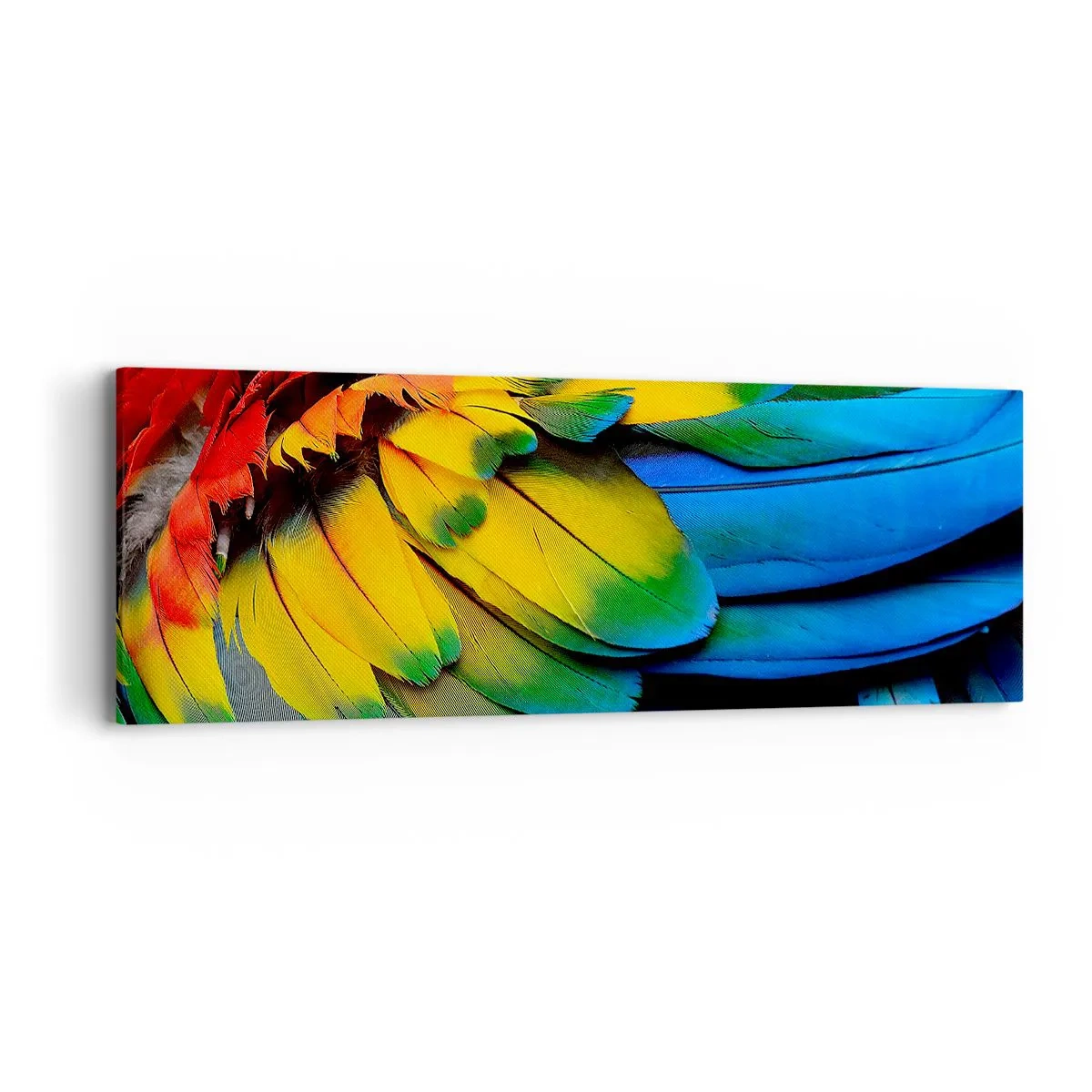 Impression sur toile - Image sur toile - Oiseau de paradis - 90x30 cm