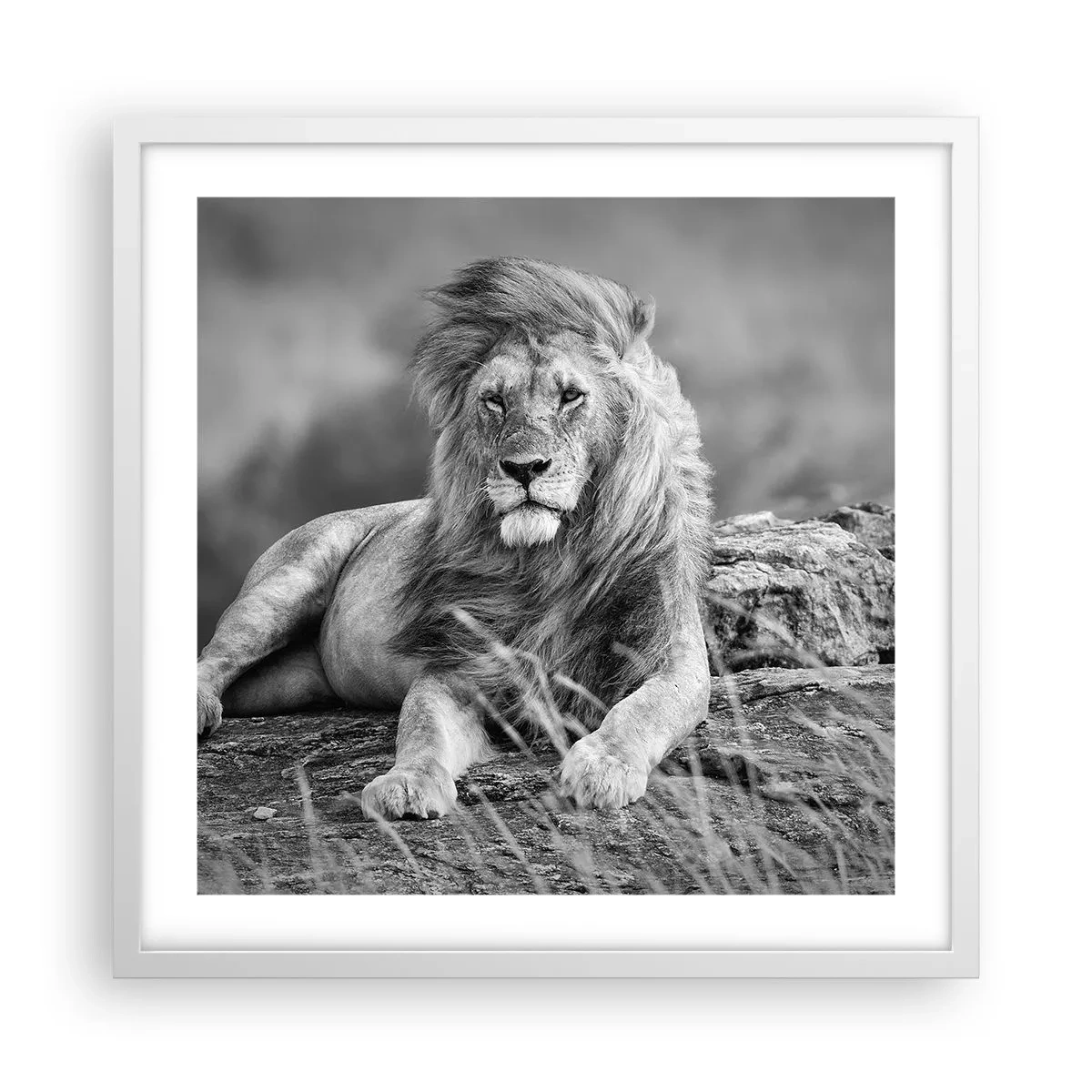 Affiche dans un cadre blanc - Poster - Sieste royale - 50x50 cm