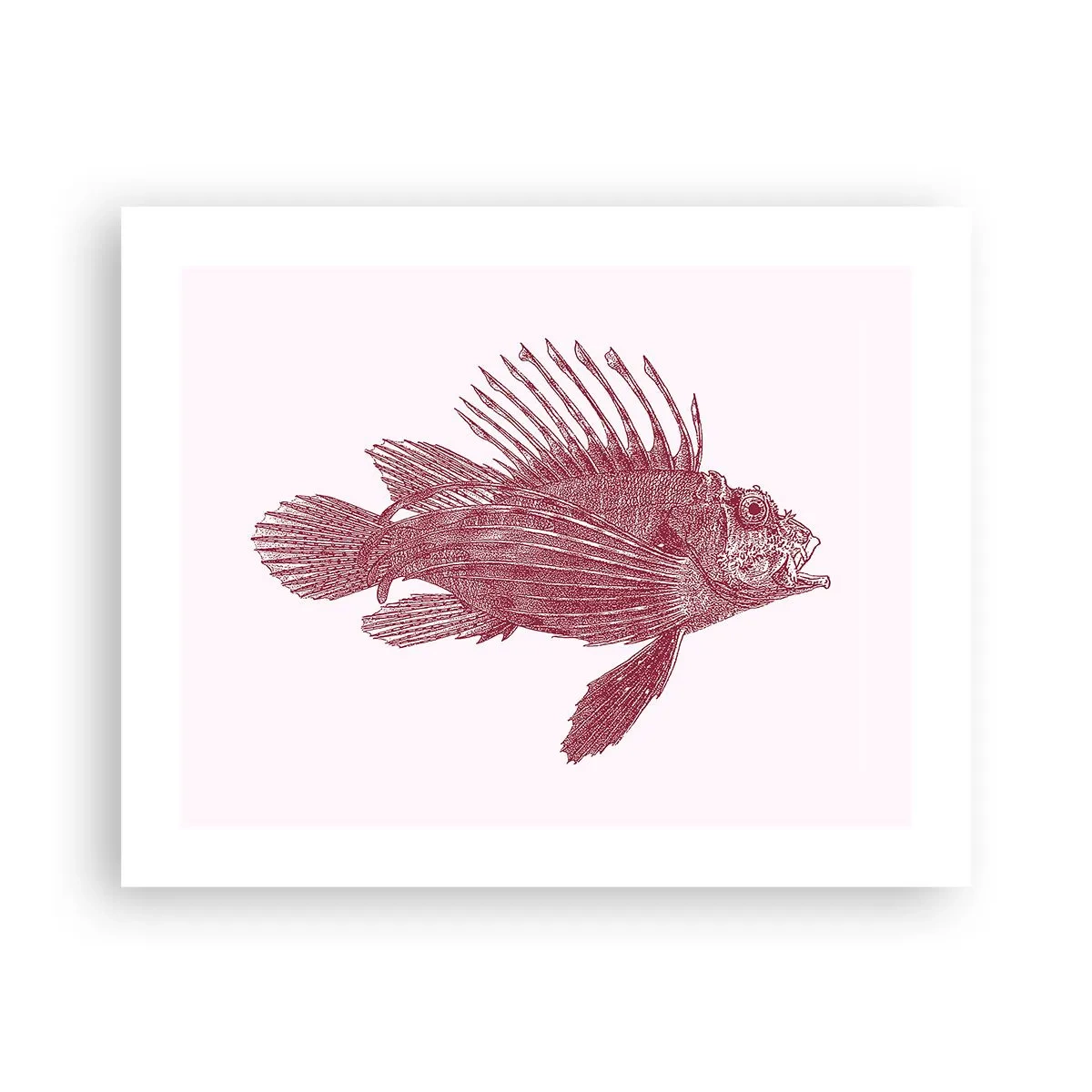 Affiche - Poster - Un habitant des eaux exotiques - 50x40 cm