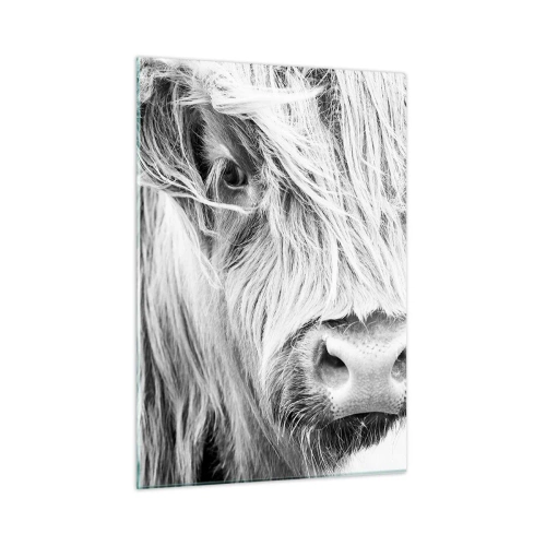 Impression sur verre - Image sur verre - Gros plan d'un bovin écossais à poil long en noir et blanc - 50x70cm - Sauvagerie écossaise - Décoration murale moderne pour le salon et la chambre ARTTOR