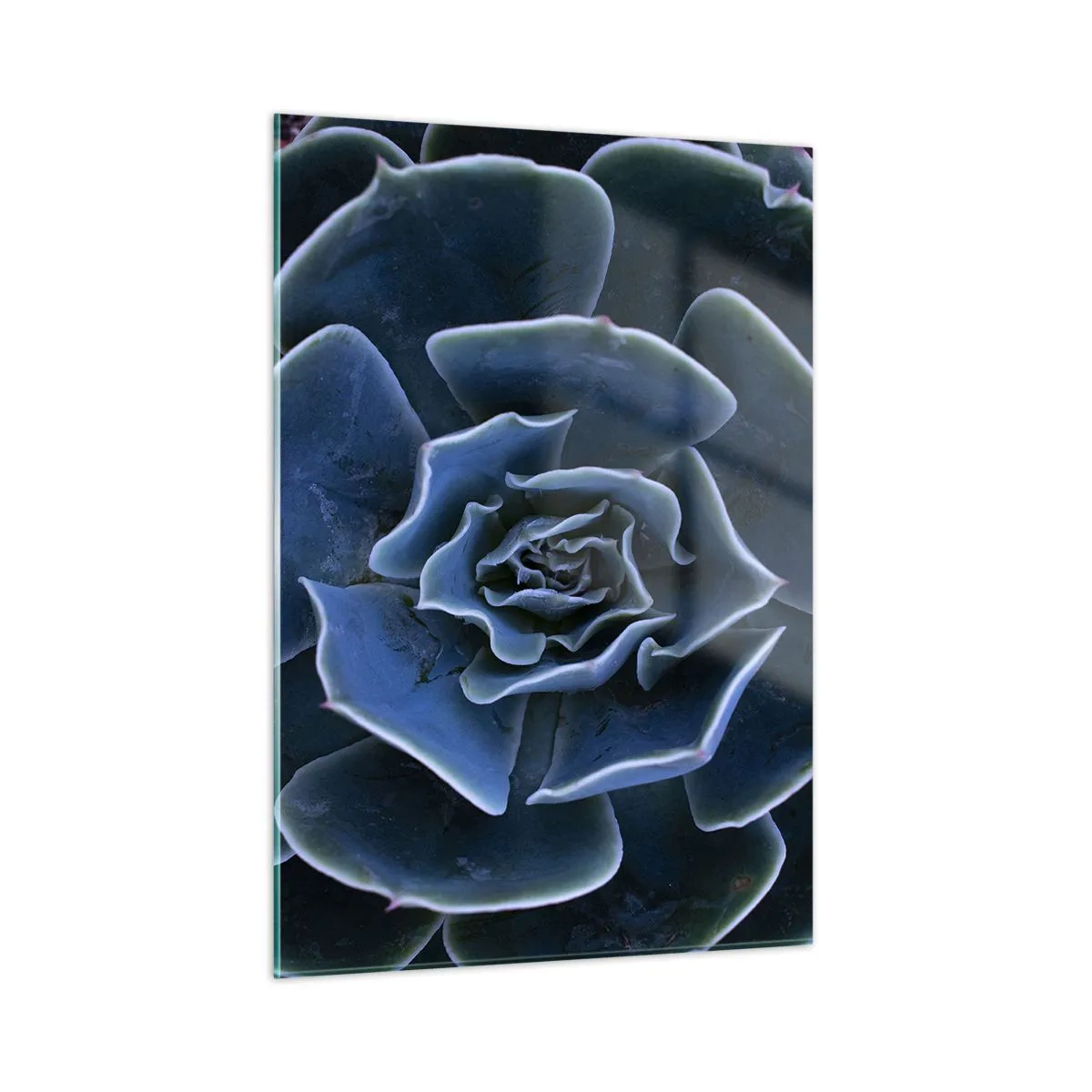 Impression sur verre - Image sur verre - Photographie macro d'une succulente dans des tons de bleu froid - 50x70cm - Fleur du désert - Décoration murale moderne pour le salon et la chambre ARTTOR