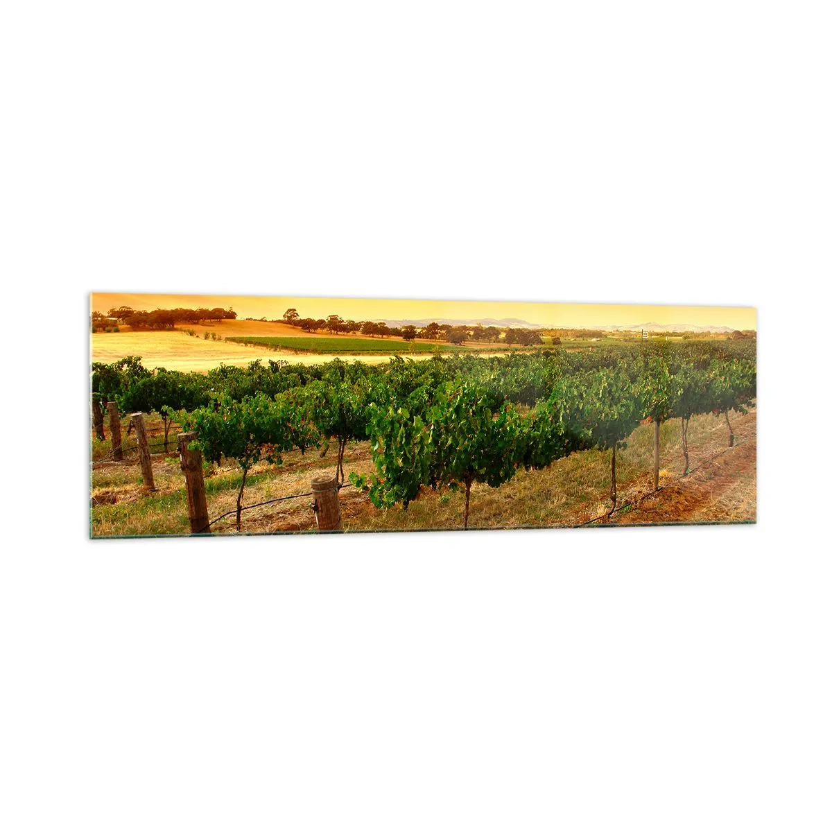 Impression sur verre - Image sur verre - Vignes dans une plantation au coucher du soleil doré - 160x50cm - S'abreuver du soleil - Décoration murale moderne pour le salon et la chambre ARTTOR