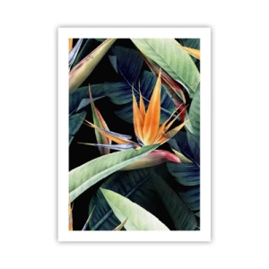 Affiche - Poster - Fleur de strelitzia exotique sur fond sombre - 50x70cm - Fleurs flamboyantes des tropiques - Décoration murale moderne pour le salon et la chambre ARTTOR