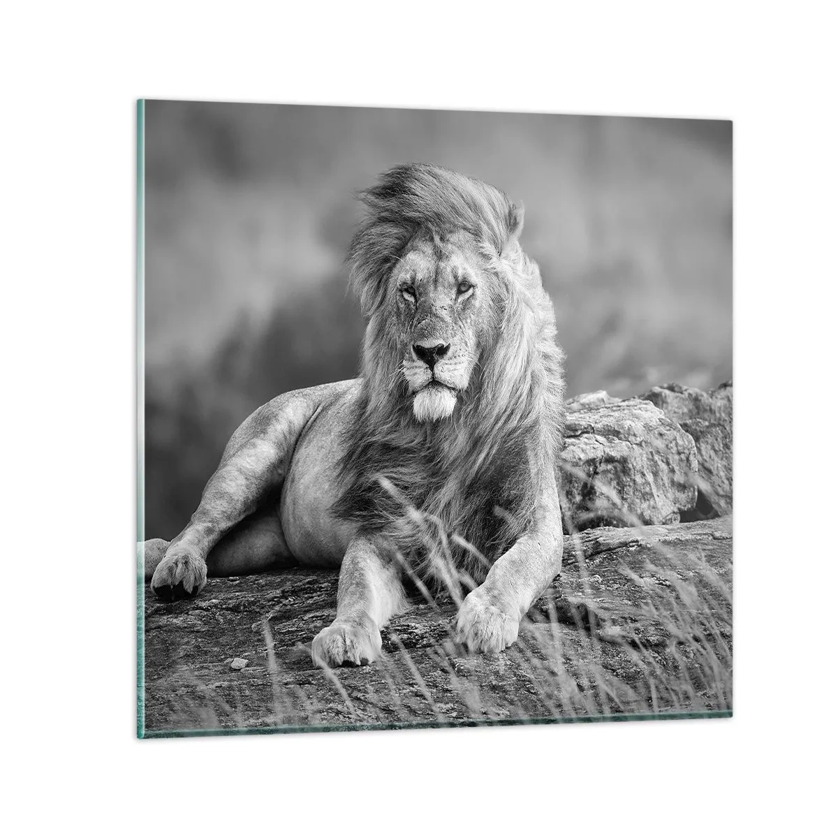 Impression sur verre - Image sur verre - Sieste royale - 30x30 cm