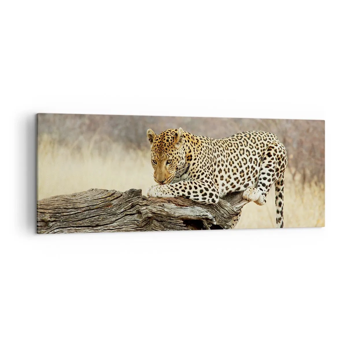 Impression sur toile - Image sur toile - Un léopard se reposant sur un tronc d'arbre dans la savane - 140x50cm - Je suis ma propre route - Décoration murale moderne pour le salon et la chambre ARTTOR